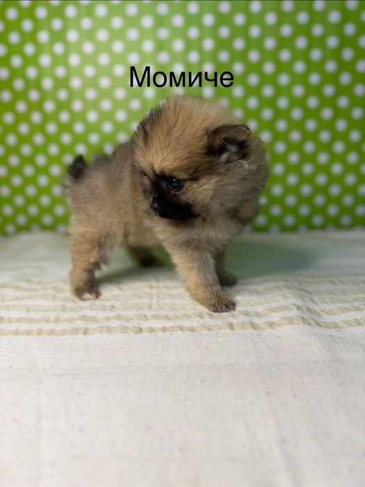 Померан мини  померанчета