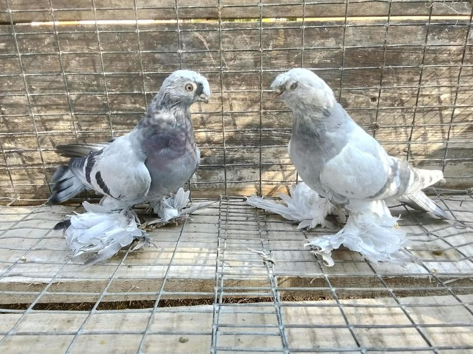 Продам голубей рантовых