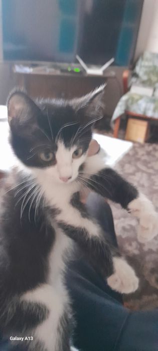 Отдаю  кота красавца