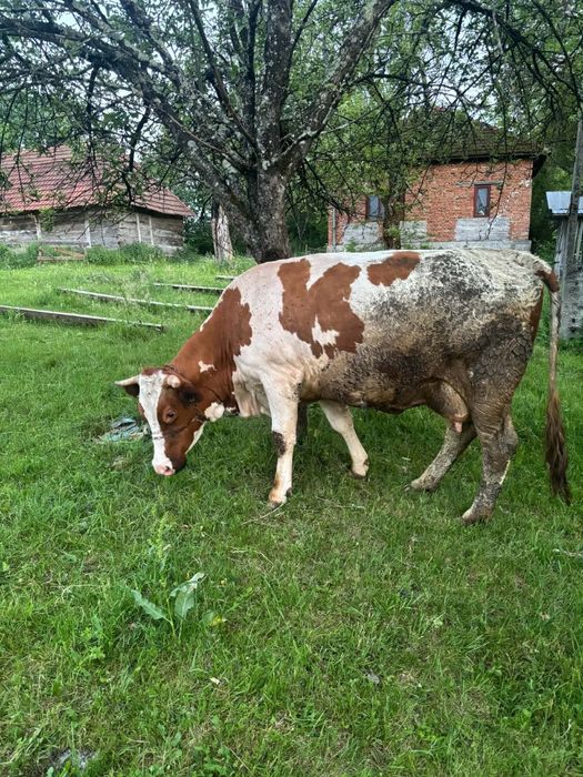 Vand vaca cu lapte