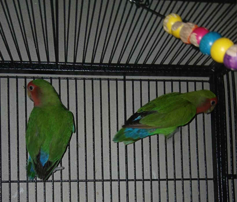 Agapornis  pereche matura reproducatoare