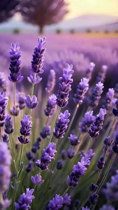 Лавандулово масло