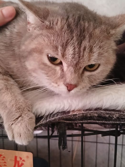 Кошка Милашка для Вас