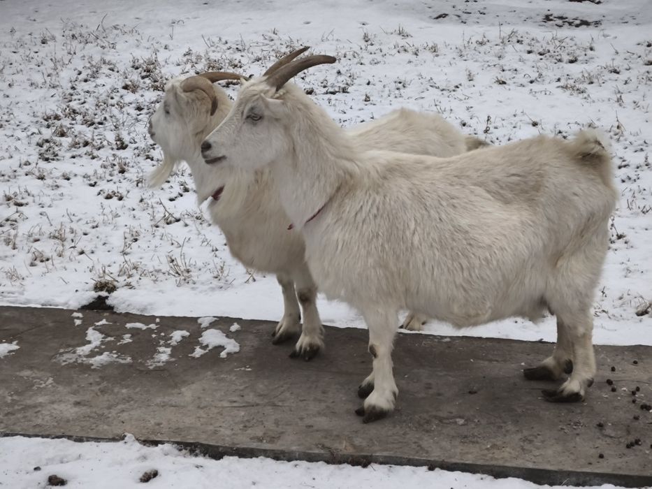 Орыс Ешкілер сатылады