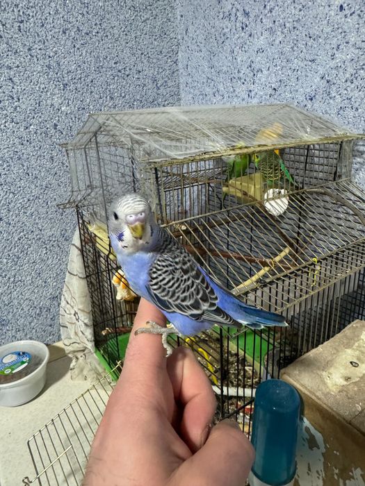 Попугай Волнистый Синий. Чех.