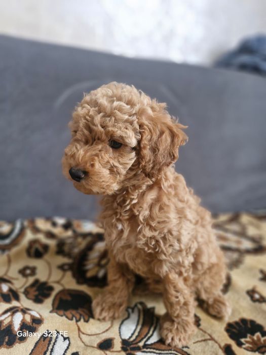 Щенки Той пудель