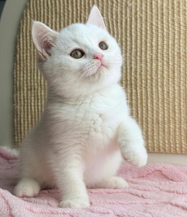 British Shorthair White