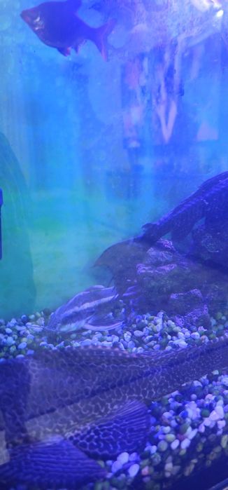 Продам аквариум с рыбами