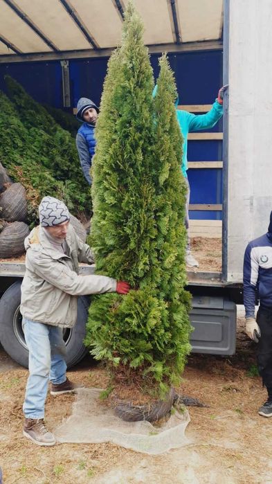Plante Ornamentale De calitate