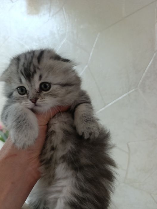 Шотланские вислоухие