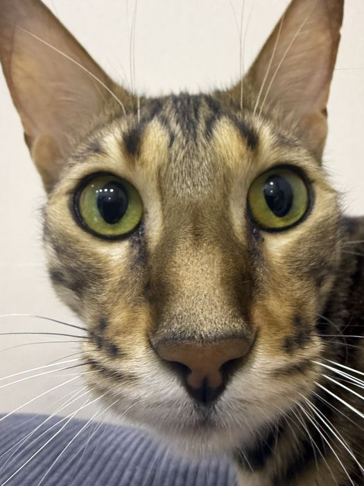 Бенгал с родословной