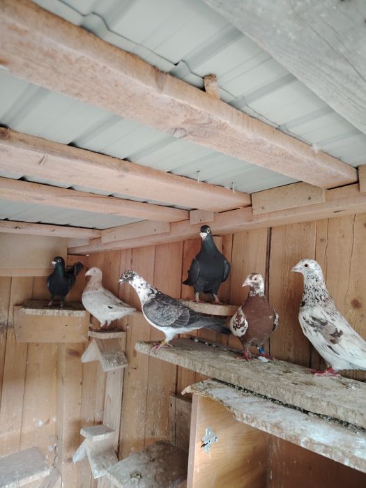 Porumbei  culori rare