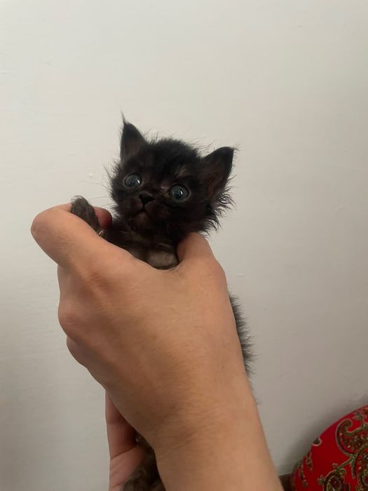 Котята (все мальчики)
​Те