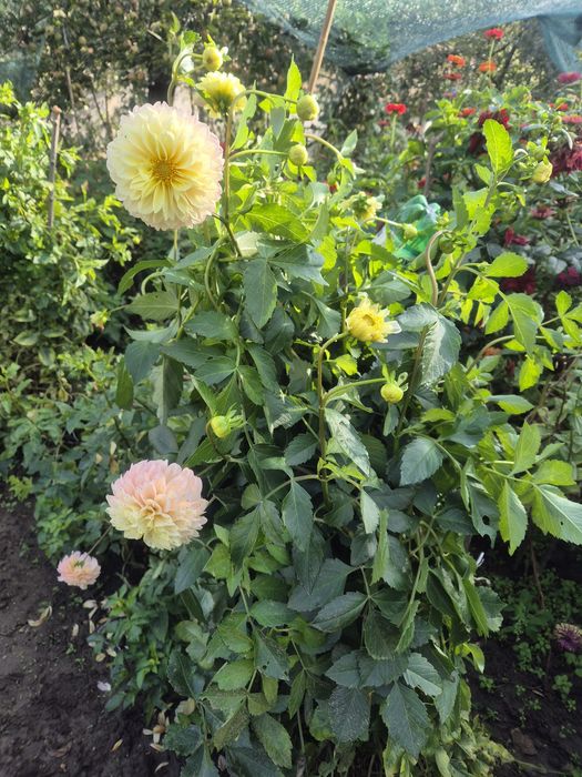 ДАЛИЯ, грудки . Йонотера