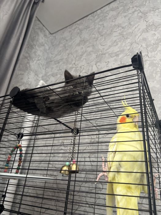 котяткииииииииии