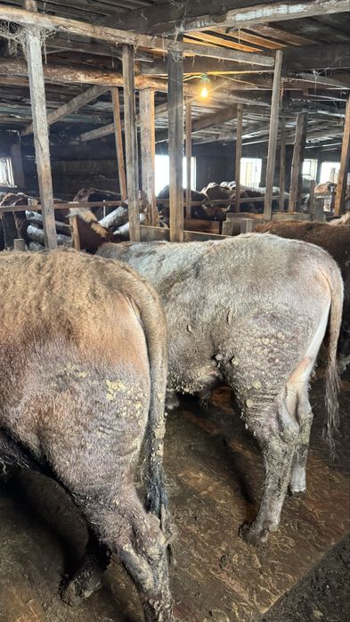 Продам бычков 9 голов