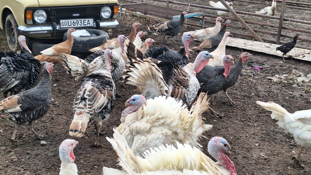 Биг 6 куркала ва жайдарила сотилади