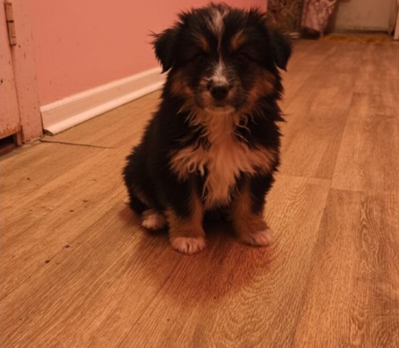 Щенки в добрые руки