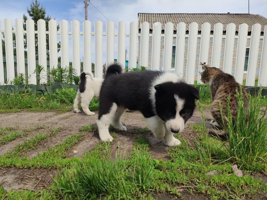 Щенки русско-европейской лайки