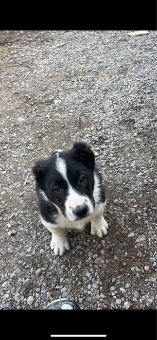 Алабай Сао щенок