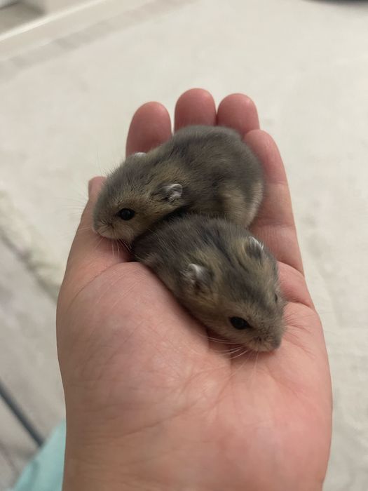 Джунгарские хомяки