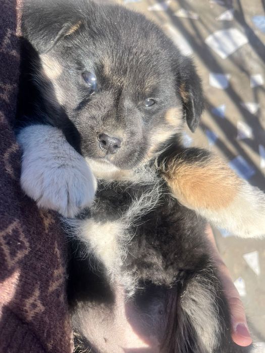 шенок дворняшка тегин