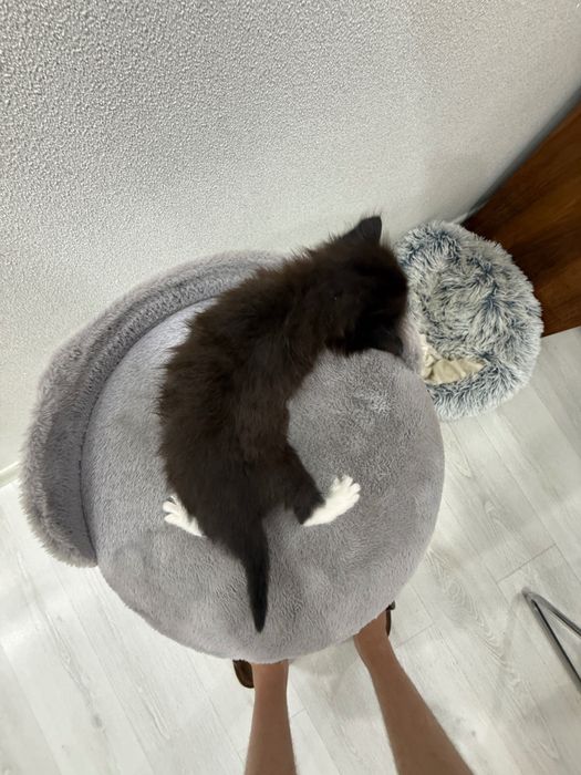 Кошечка полубританка