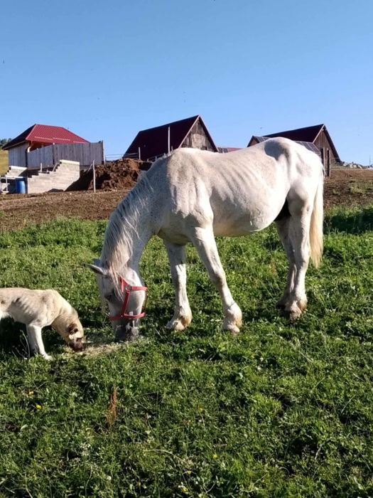 Armăsar de vânzare