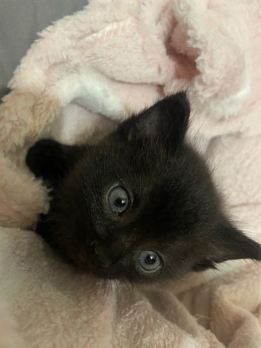 котятки ищут дом