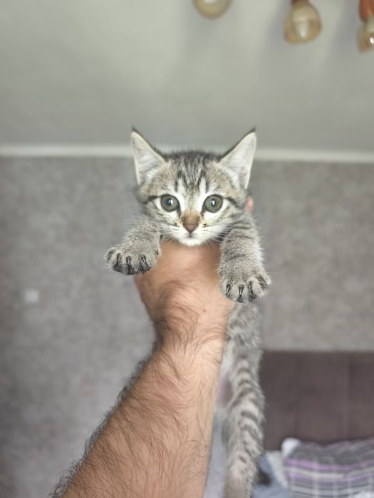 Отдаем котят в добрые руки