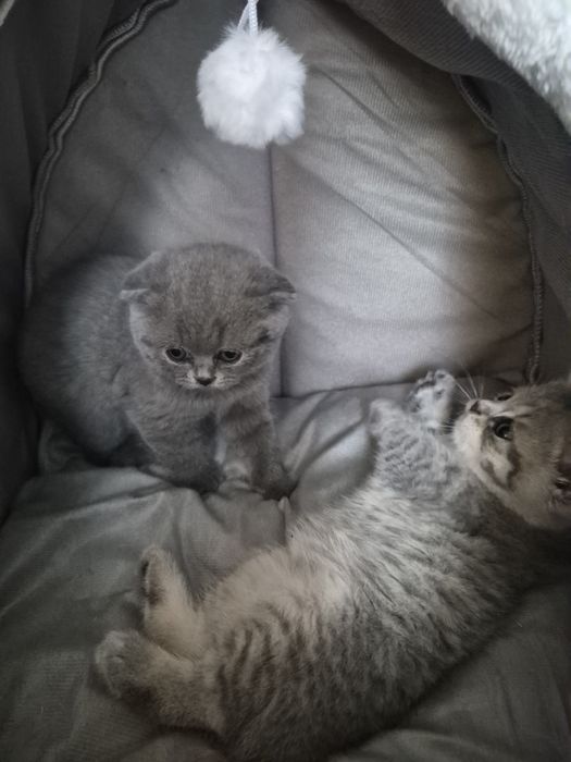 Продам шотландских котят