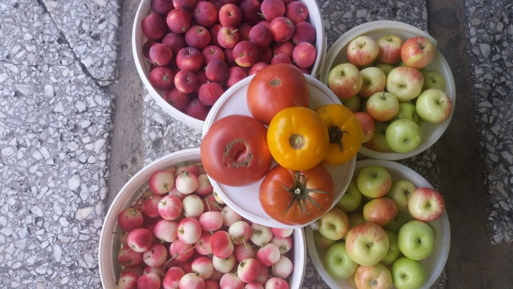 Продам дачу в с/о Борки