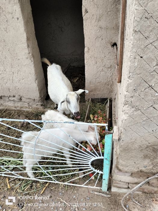 Эчки зотли иккта боласи бор