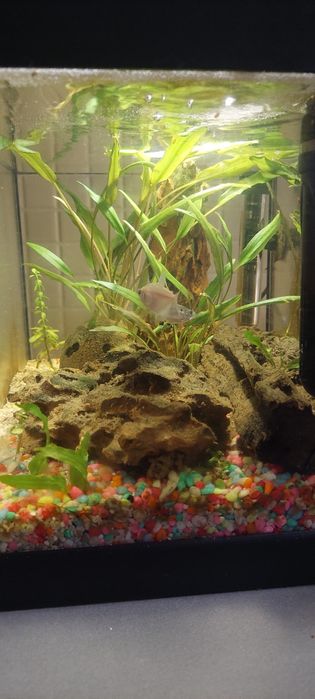 Acvariu autociclabil