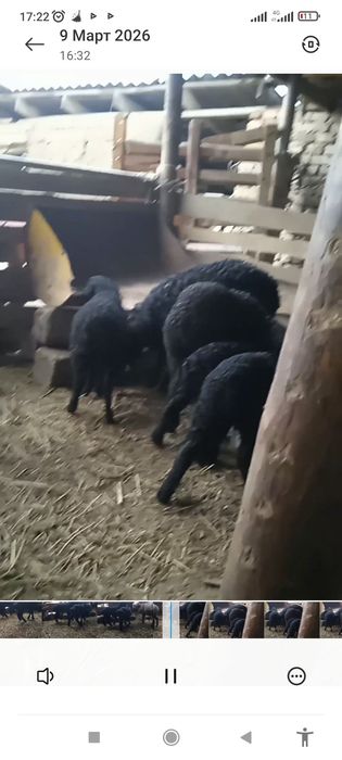 Козы сатылады кой ешкы