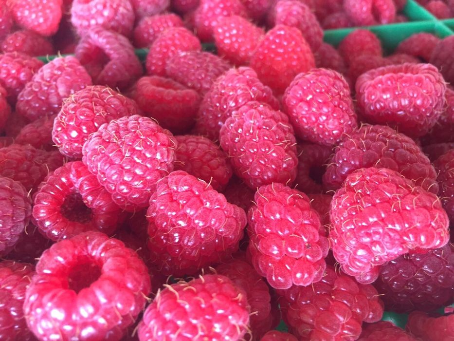 Елитен разсад малини и къпини.