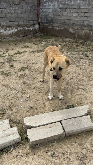 Қазақы төбет сатылады