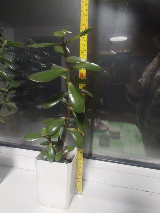 Крассула (денежное дерево)