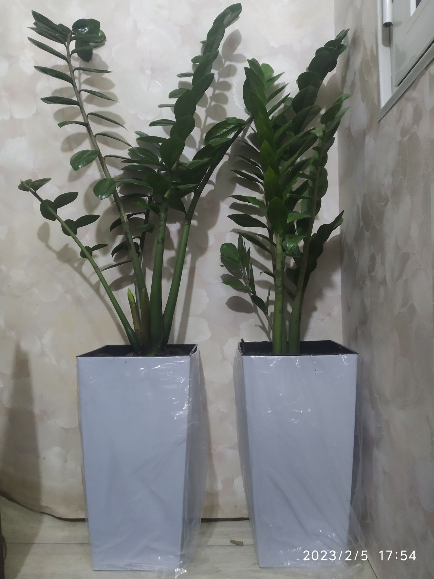 Замиокулькас замиелистный (Zamioculcas zamiifolia).: 750 000 сум ...