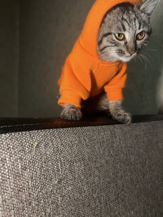 Котик липучка в добрые руки