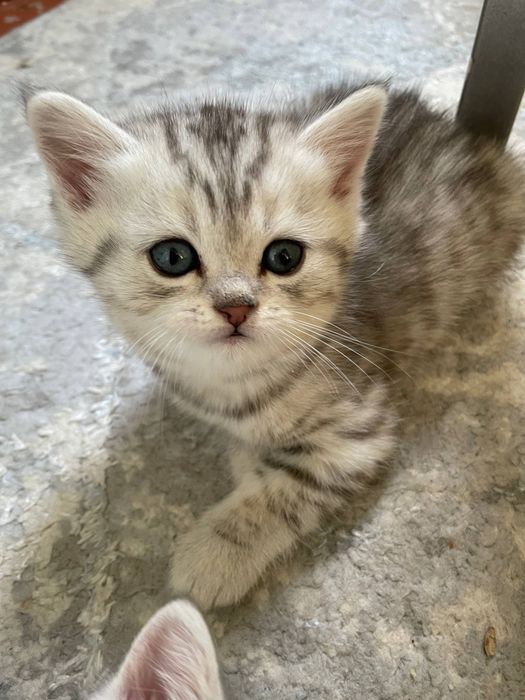 Продаются котята серебристые скоттиш шиншилла