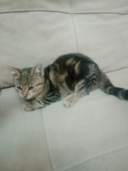 Отдам добрые руки котят