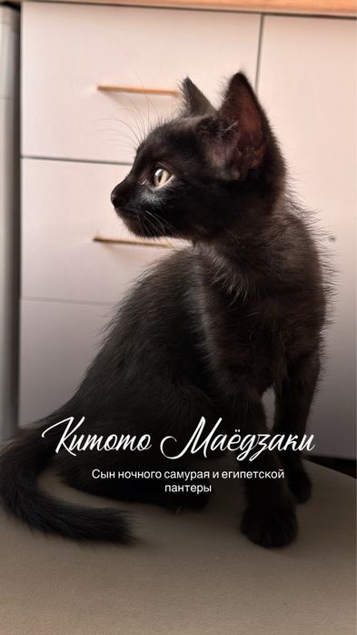 Котята, мальчик и девочка
