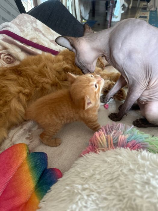 Котенок котик рыжий