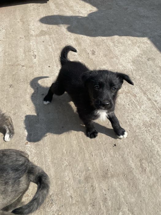 Ofer spre adoptie 3 pui de caine