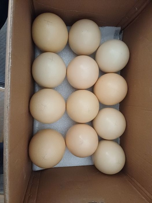 Страус,туякуш жужалари,острич,tuyaqush,straus,ostrich сотилади