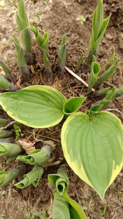 Многолетники цветы