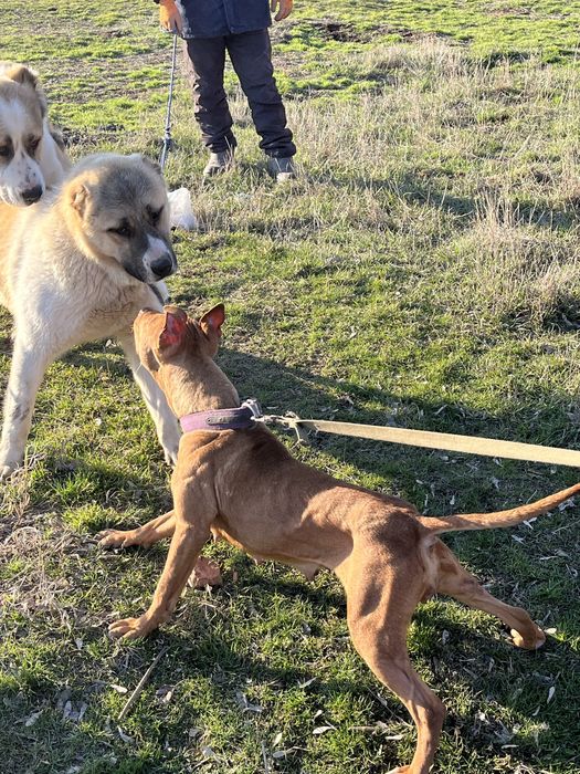 Продается пит буль