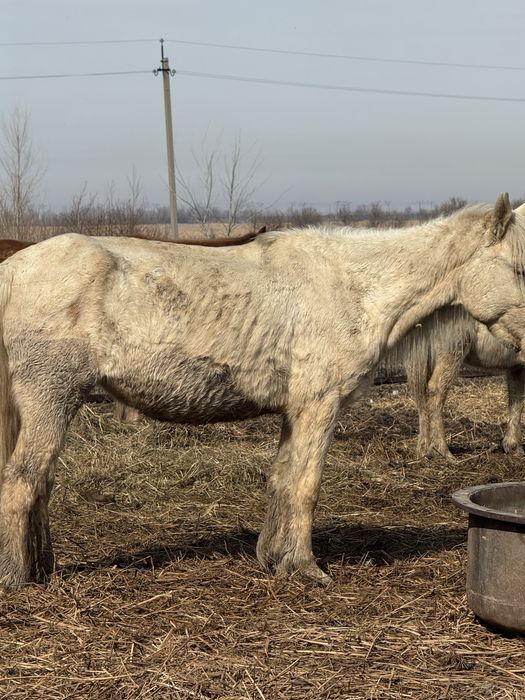 Продам жеребыю кобылу