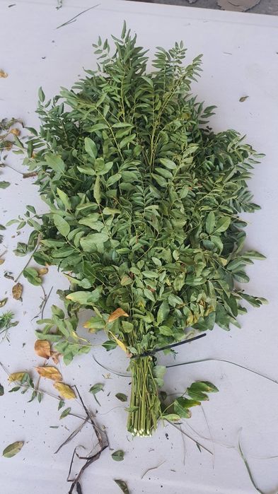 Веник для бани из солодки